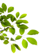 leaf image